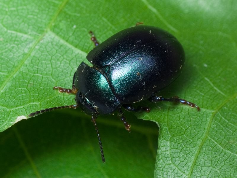 Chrysolina sturmi polonica (Weise, 1884)